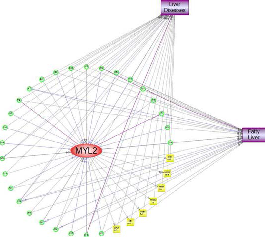 MYL2 유전자와 간질환 및 지방간 연관성에 대한 네트워크 구축