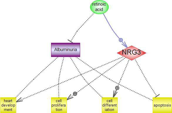 NRG3 유전자와 알부민뇨에 대한 연관성 네트워크 구축