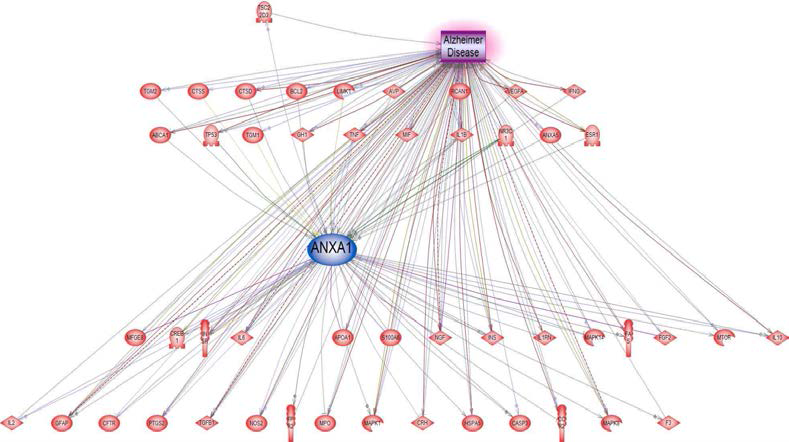 ANXA1을 이용한 Alzheimer disease 에 대한 네트워크 구축