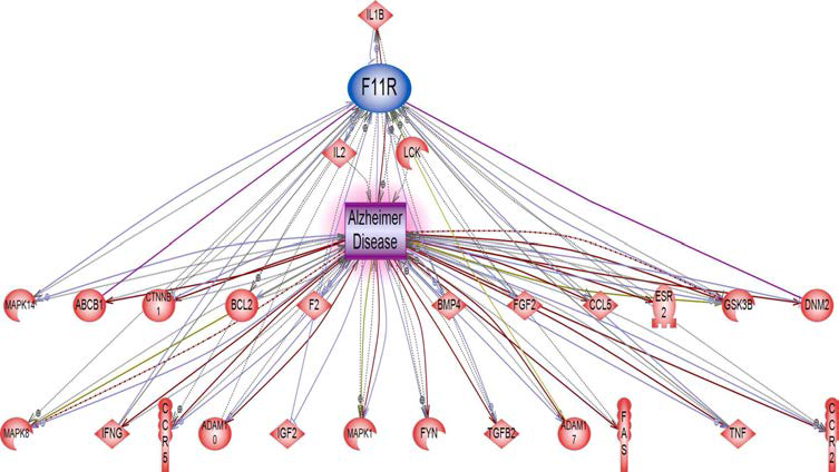 F11R을 이용한 Alzheimer disease 에 대한 네트워크 구축