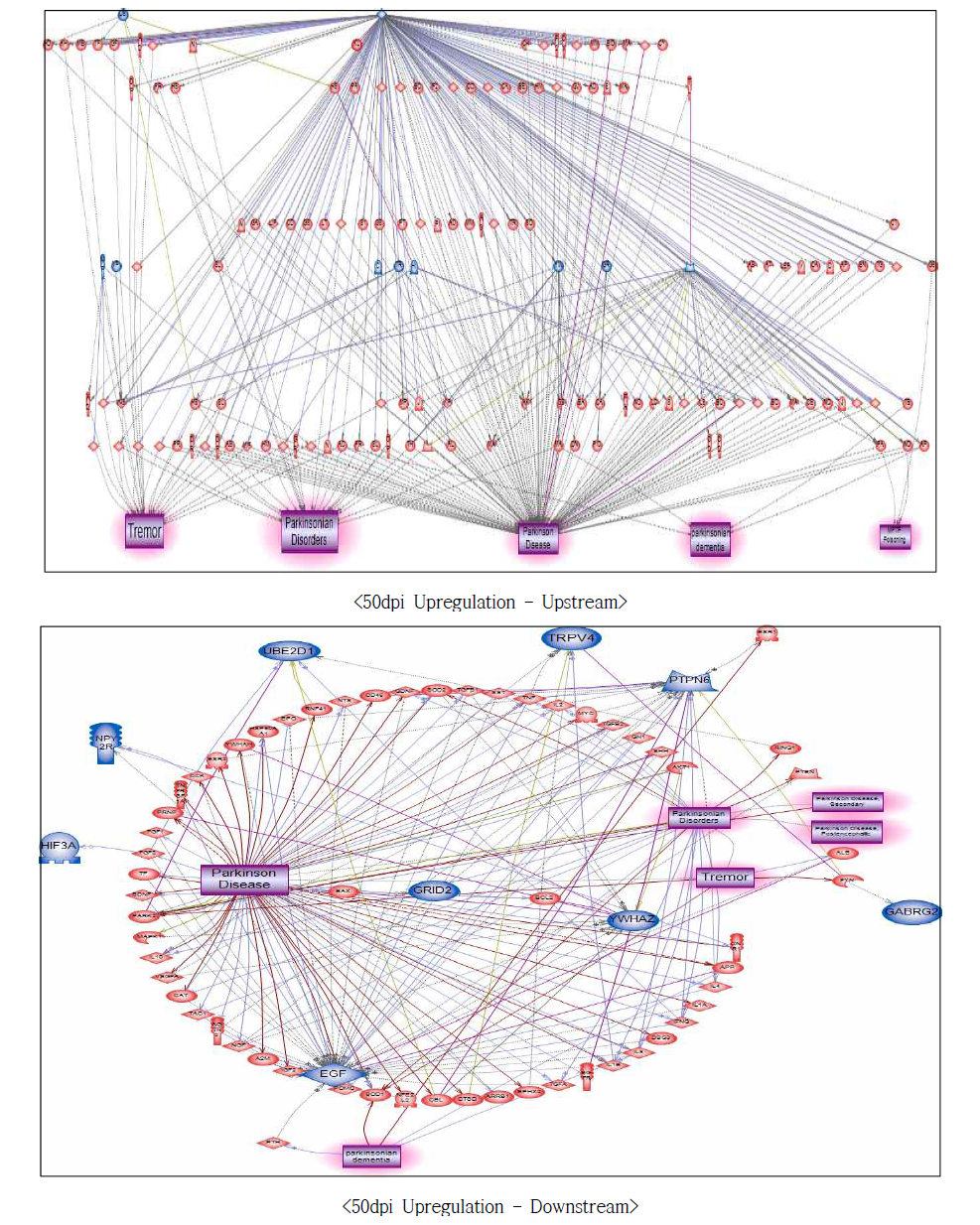 50dpi 과발현 유전자에서의 파킨슨병에 대한 네트워크 구축