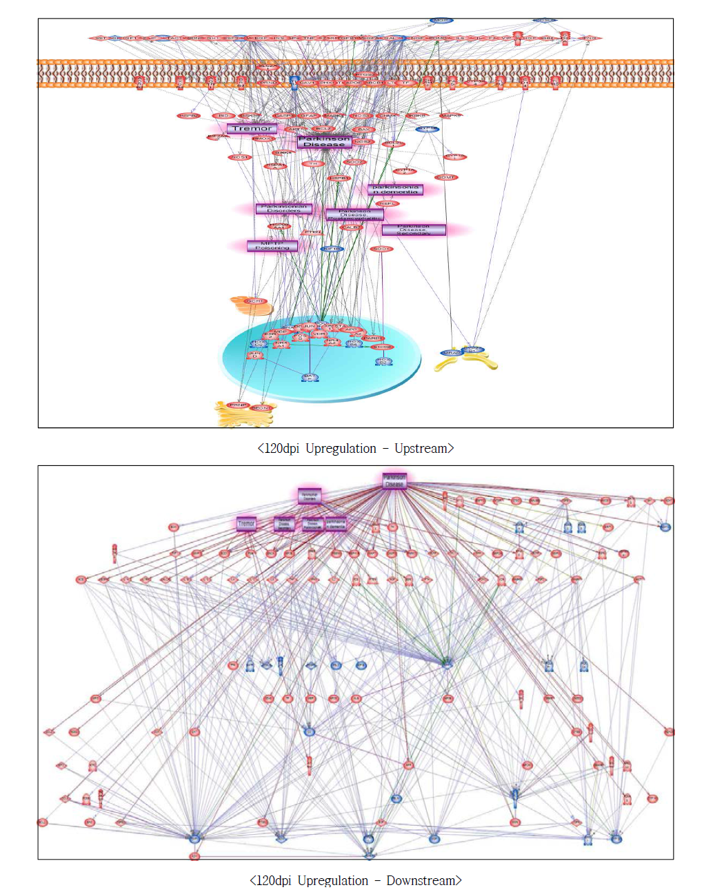120dpi 과발현 유전자에서의 파킨슨병에 대한 네트워크 구축
