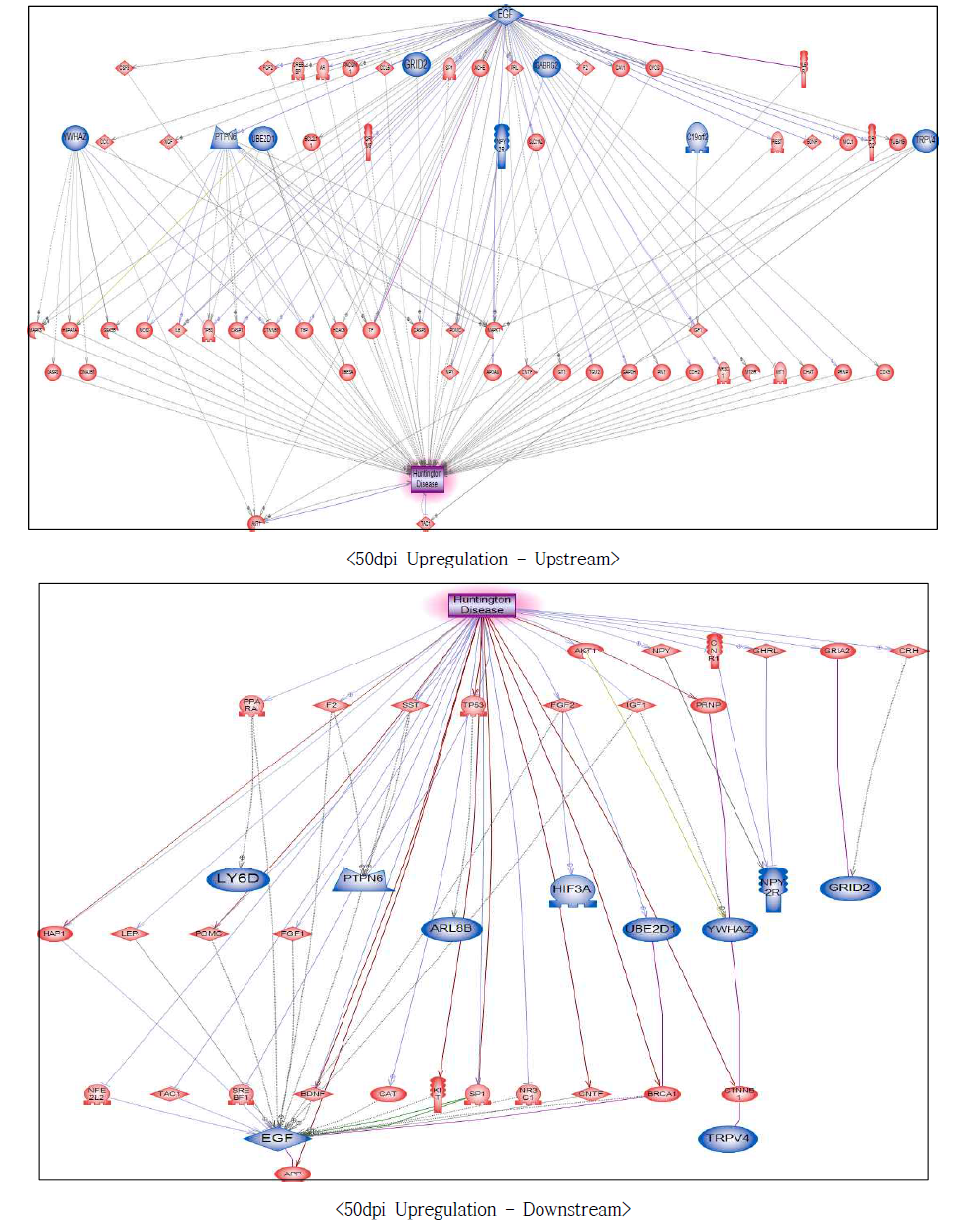 50dpi 과발현 유전자에서의 헌팅턴병에 대한 네트워크 구축