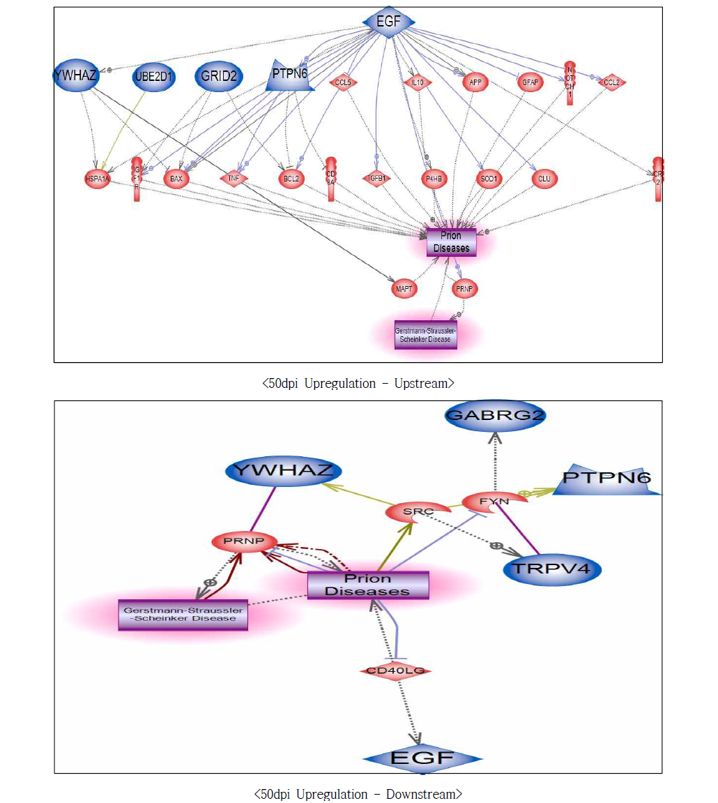 50dpi 과발현 유전자에서의 프리온병에 대한 네트워크 구축