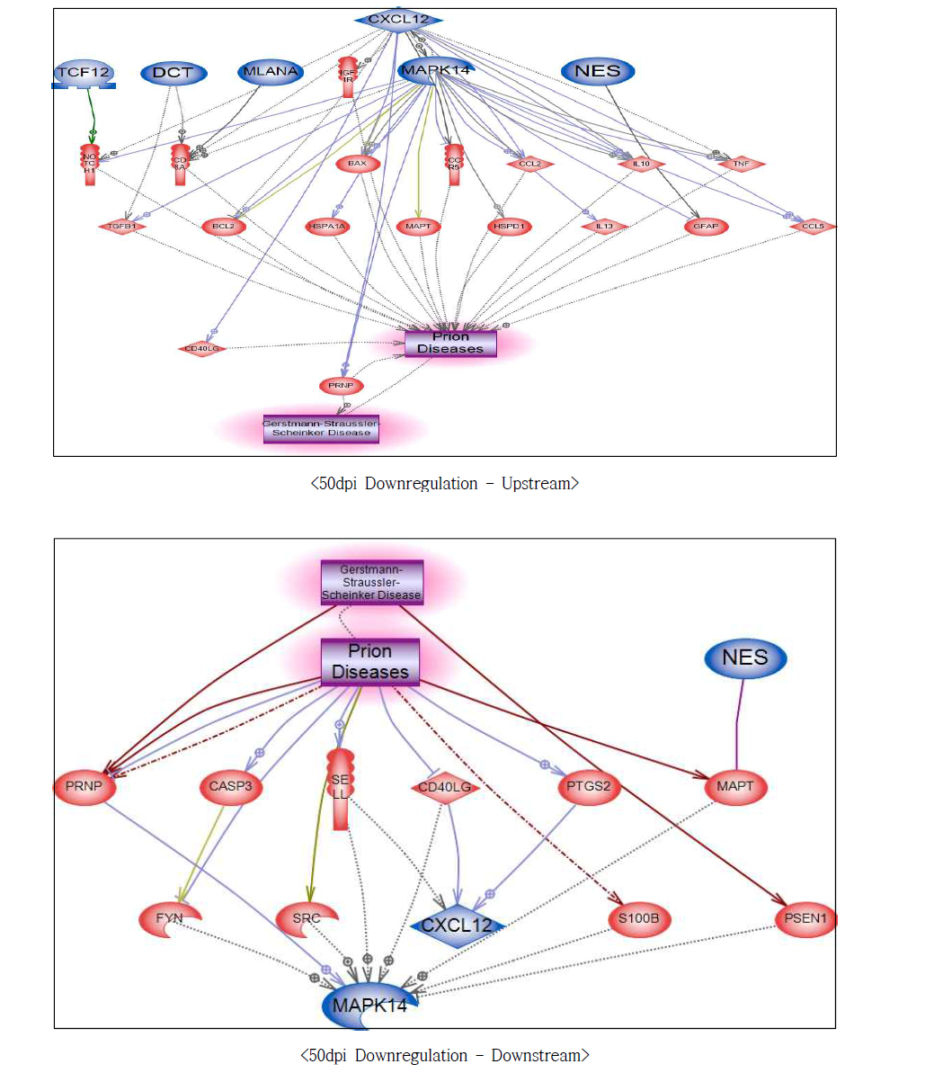 50dpi 저발현 유전자에서의 프리온병에 대한 네트워크 구축