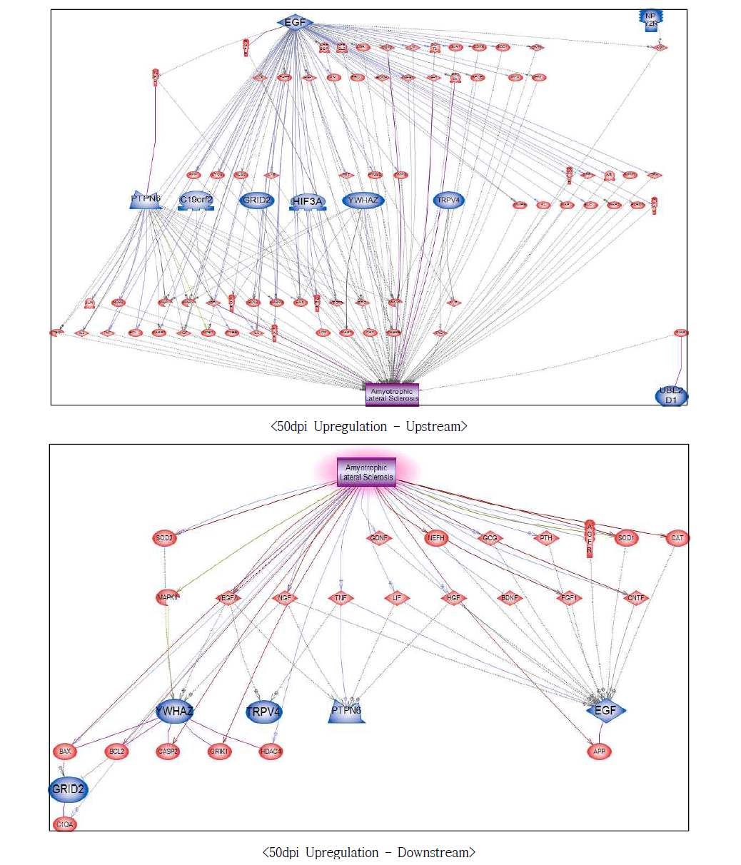 50dpi 과발현 유전자에서의 루게릭병에 대한 네트워크 구축