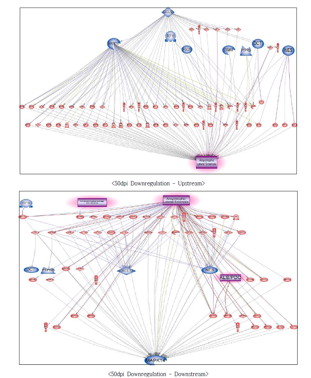 50dpi 저발현 유전자에서의 루게릭병에 대한 네트워크 구축