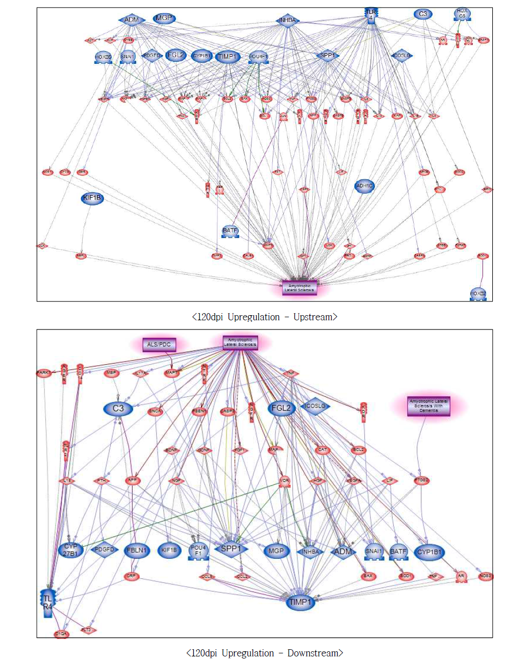 120dpi 과발현 유전자에서의 루게릭병에 대한 네트워크 구축