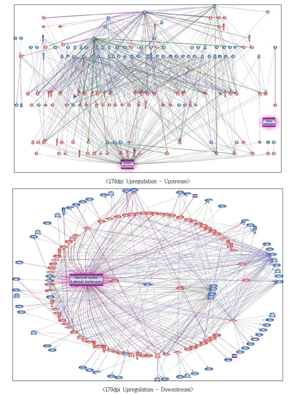 170dpi 과발현 유전자에서의 루게릭병에 대한 네트워크 구축