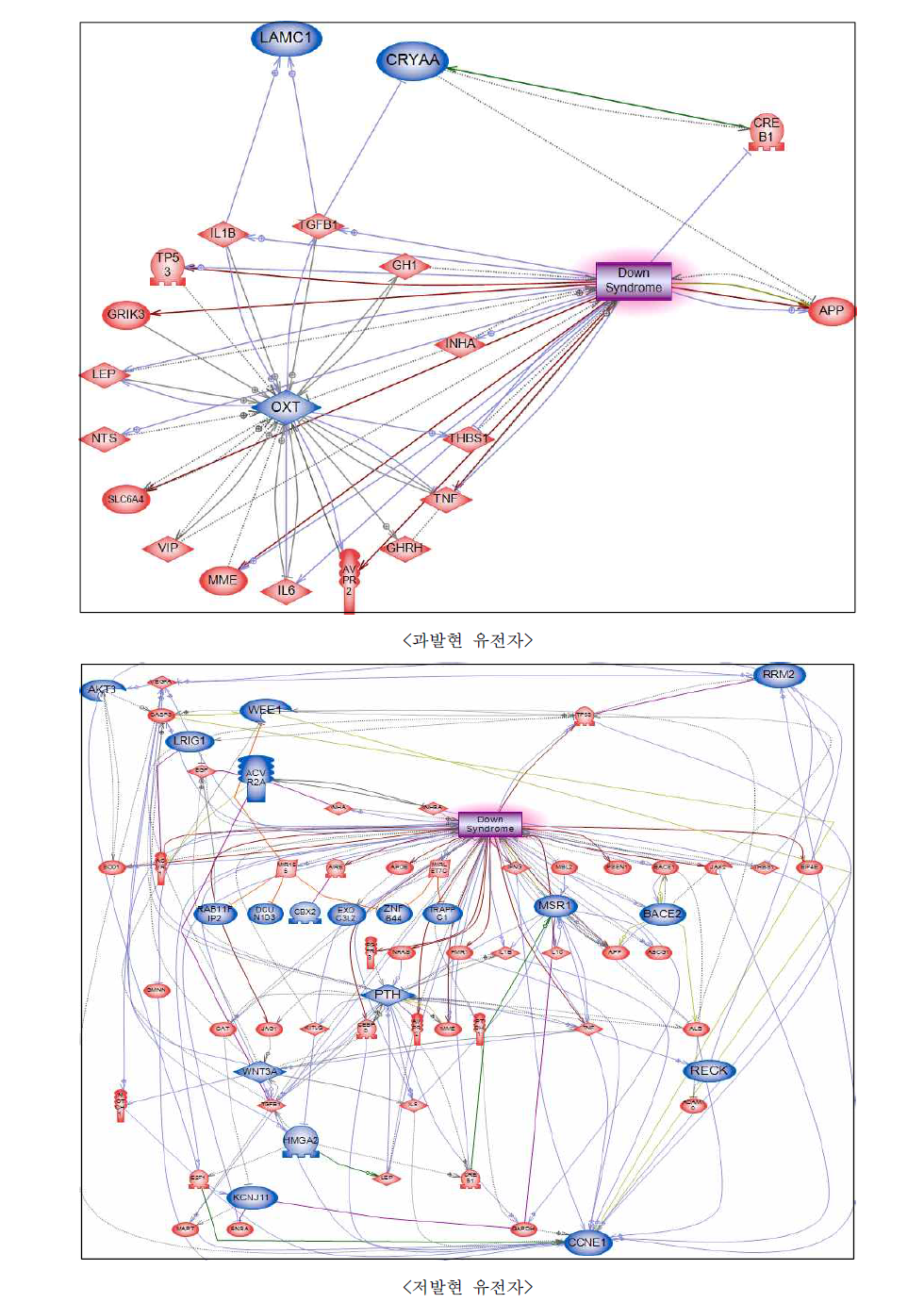 Candidate gene을 이용한 다운증후군에 대한 네트워크 구축