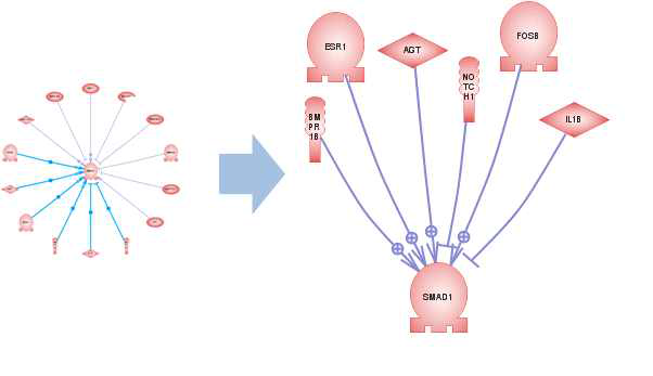 SMAD1 유전자의 발현을 조절하는 유전자들의 정보