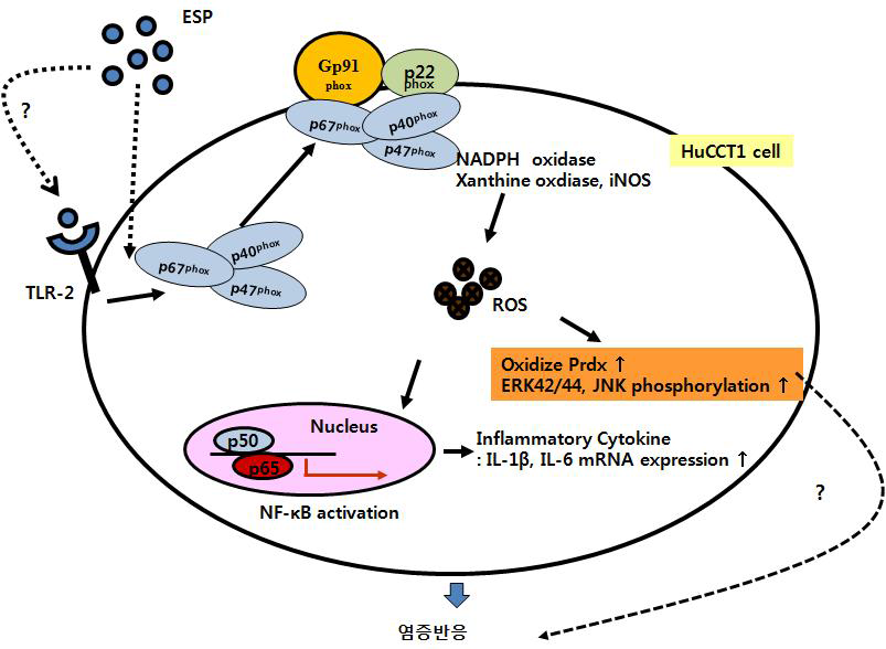 Free radical-mediated inflammation signal pathway in ESP-treated cholangiocarcinoma cells