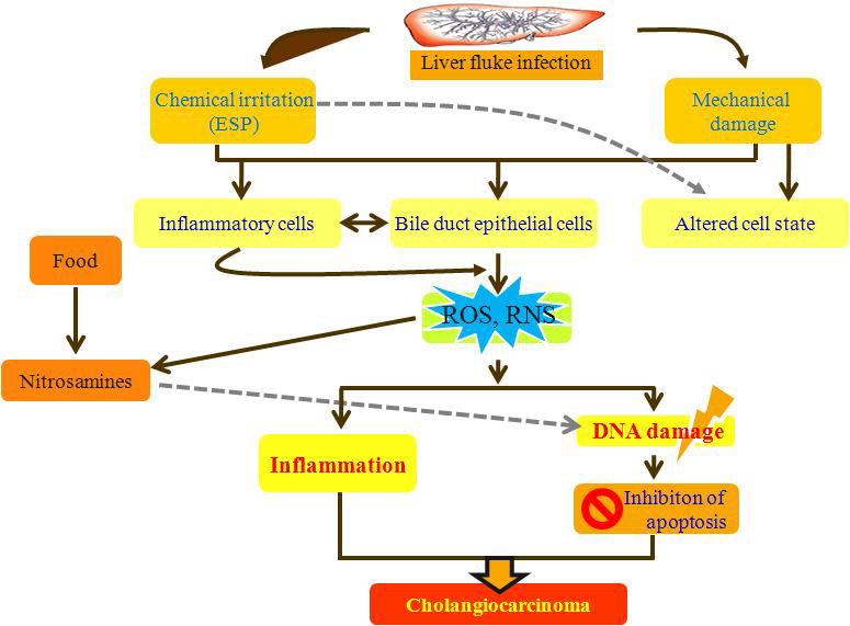 Proposed mechanism of cholangiocarcinoma initiation mediated by liver fluke infection