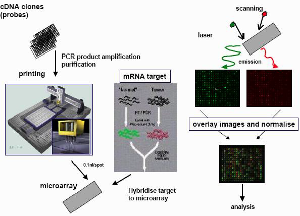 cDNA micorarray 과정