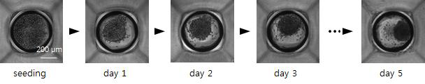 4% BSA로 coating 된 3차원 고용량 세포배양 소자에서 10% FBS가 포함된 H69 medium(EGF depleted condition) 을 이용한 담관암 세포 (HuCCT1) 의 배양