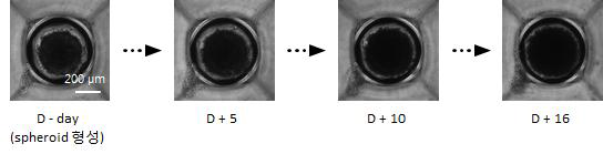 3차원 고용량 세포배양 소자에서 형성된 H69 세포의 spheroid를 serum이 제거된 배양액에서 배양.