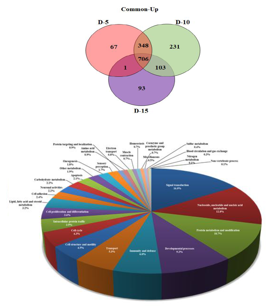 담관암 세포 spheroid에서 간흡충 분비배설물에 의하여 증가되는 유전자군 모식도 및 biological function에 따른 분류