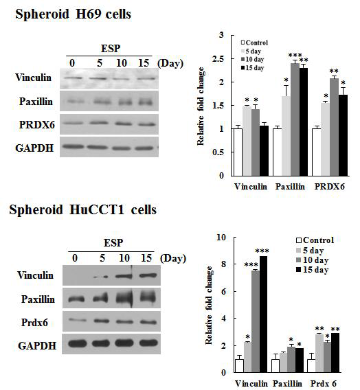 간흡충 분비배설물에 의한 H69 및 HuCCT1 세포 spheroid에서 focal adhesion molecule 및 Prdx 6의 발현 양상