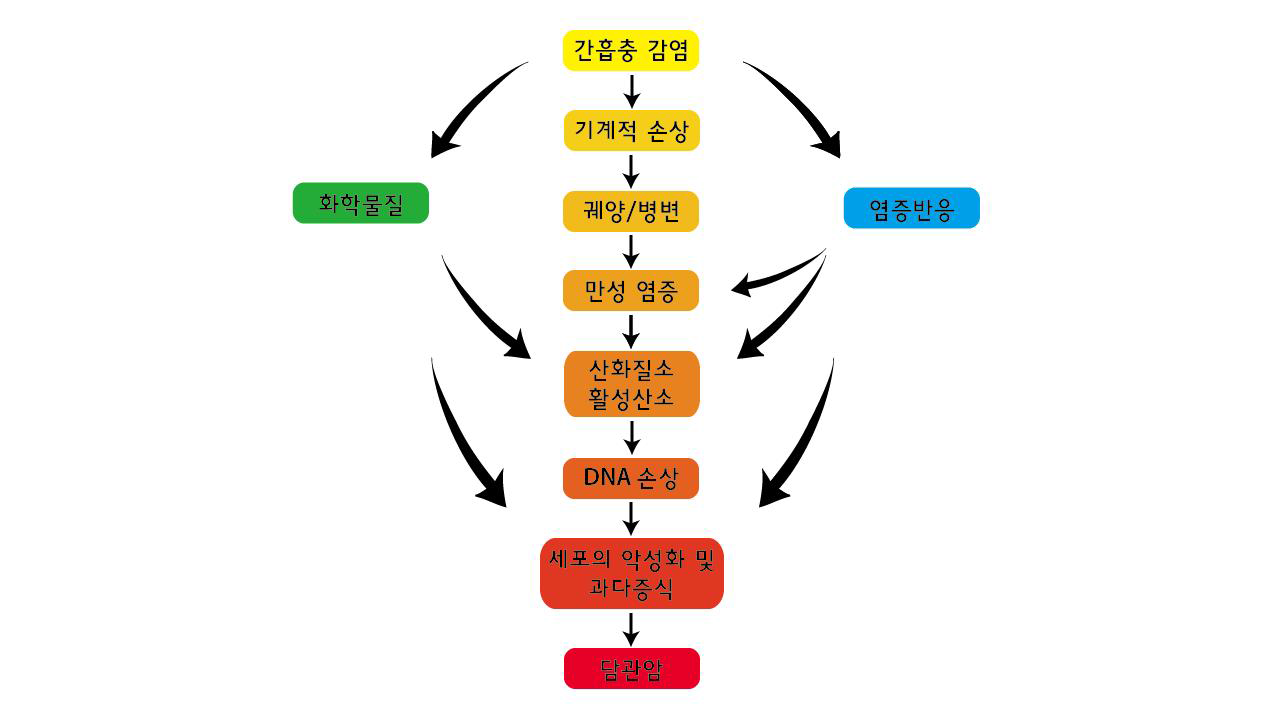 간흡충 감염에 의한 담관암 유발 기전