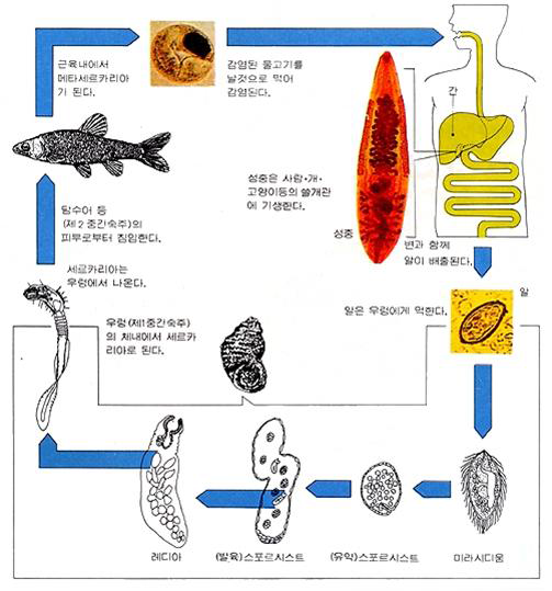 간흡충의 생활사