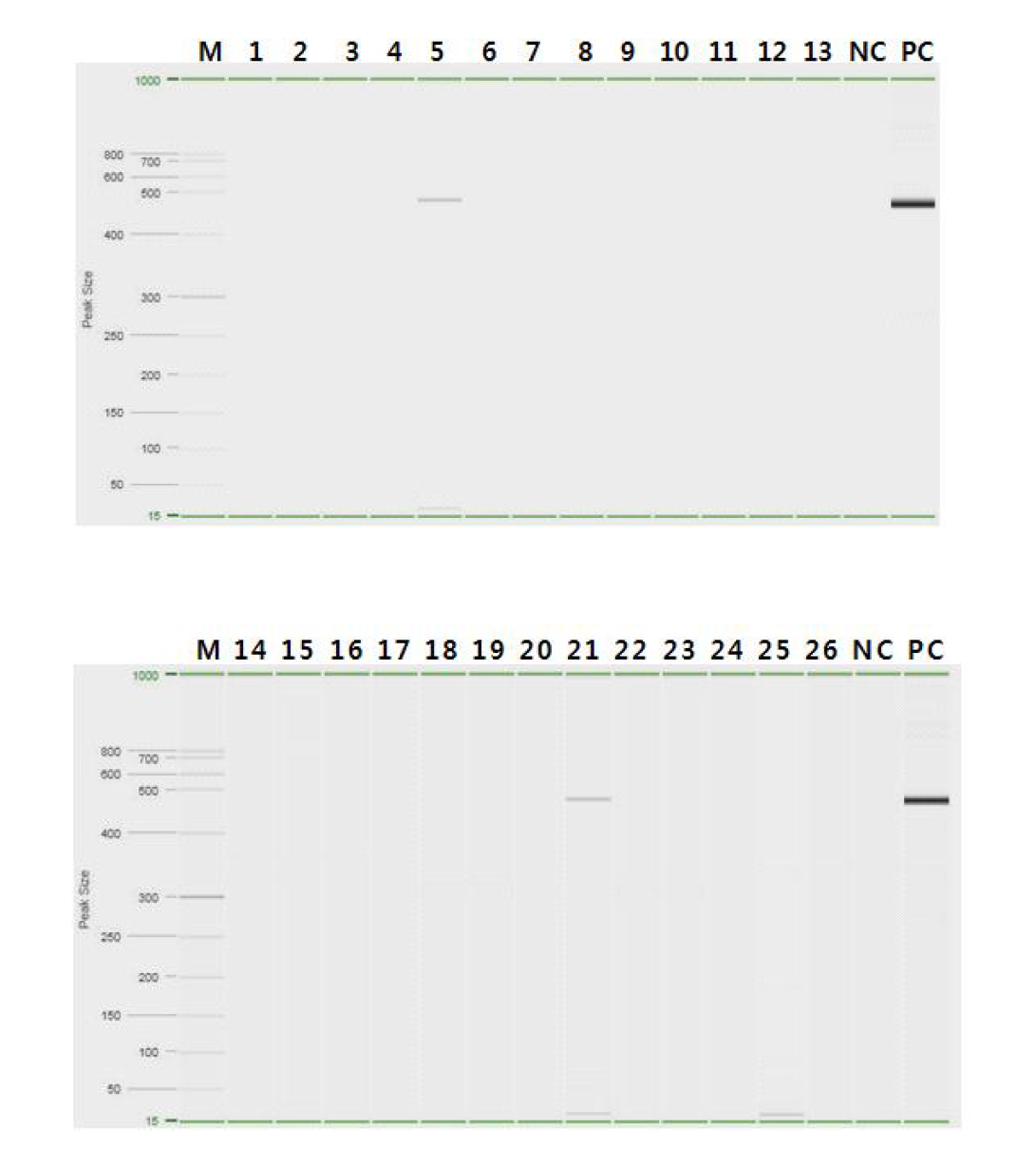 Gel electrophoresis pattern of Orientia tsutsugamushi by nested PCR from chigger collected on 2nd week of Nov., 2014. Lane M, QX DNA size marker FX174/HaeⅢ. Lane 1~26, chggers samples. Lane 5 and 21, chigger collected from Apodemus agarurius collected at the position 3 in Chuncheon. Lane NC, Negative control. Lane PC, O. tsutsugamushi Positive control