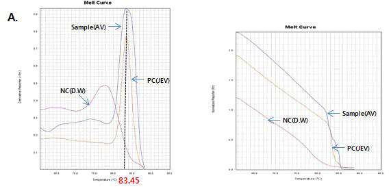 Melt curve for Chaoyang virus positive specimen from Aedes vexans nipponii collected at Hadae-ri in Hoengseong, 2014. A; June 24th