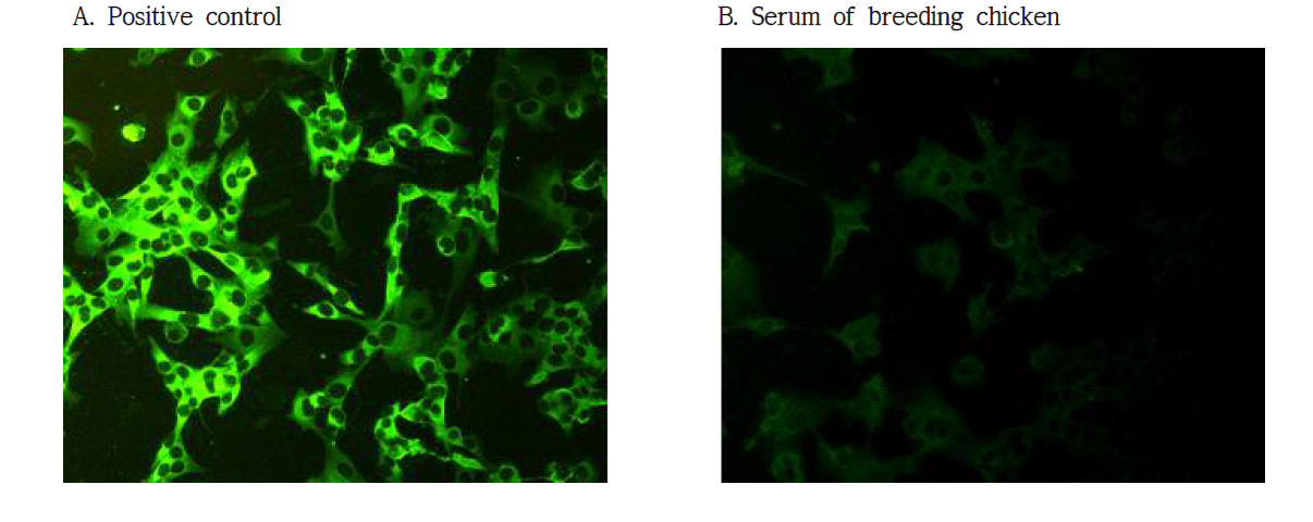 Result of anti-JEV IgY detection by indirect immunofluorescence assay(IFA) for breeding chicken at the habitat for migratory birds in Chunchenon and Hoengseong, 2014