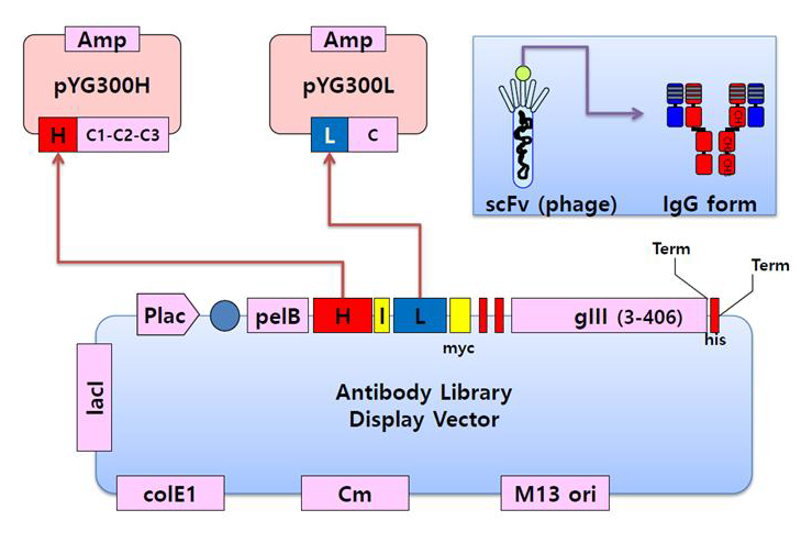 Schematic diagram of IgG conversion