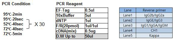 PCR condition