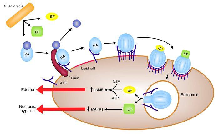 Anthrax toxin-mode of action