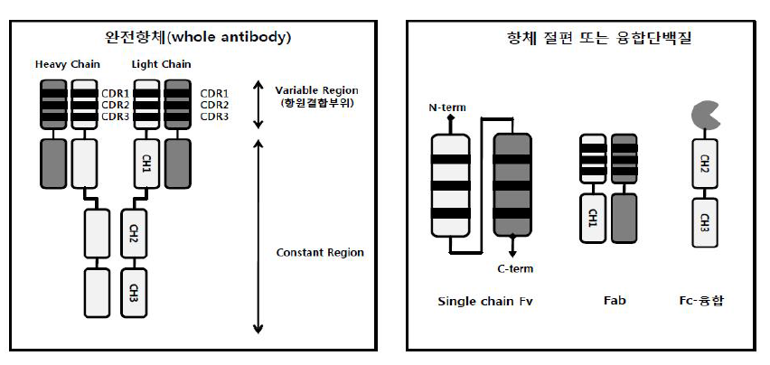 제품 형태에 따른 단일클론 항체 구조