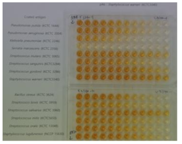 rabbit Anti-Streptpcoccus warneri (KCTC 3340)