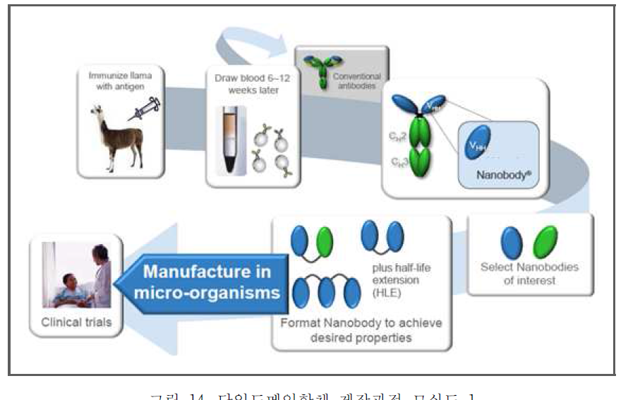 단일도메인항체 제작과정 모식도 1