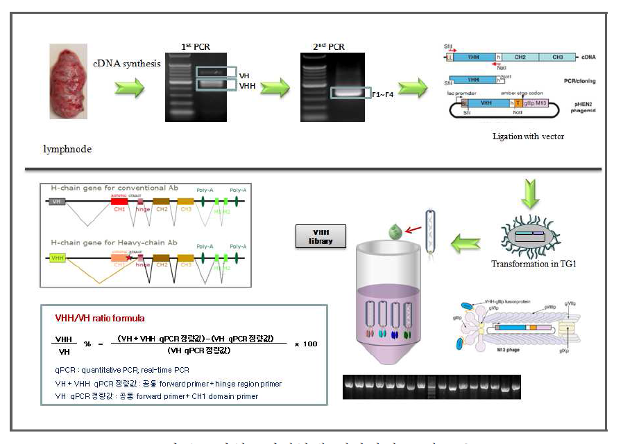 단일도메인항체 제작과정 모식도 2