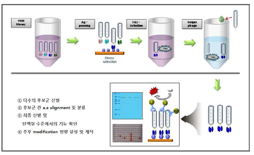 단일도메인항체 제작과정 모식도 3