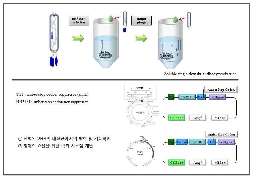 단일도메인항체 제작과정 모식도 4