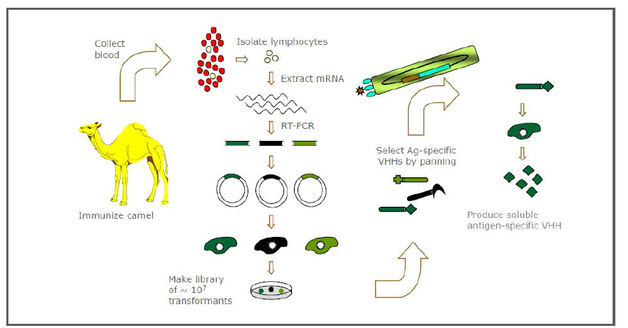 Phage display 과정 모식도