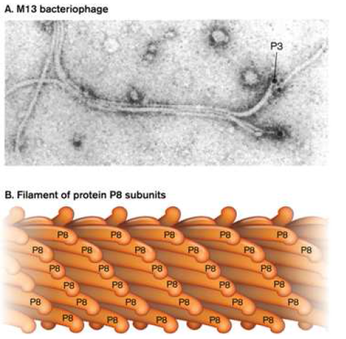 Bacteriophage M13