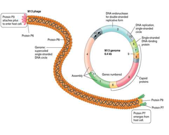 Bacteriophage M13 genome 분석