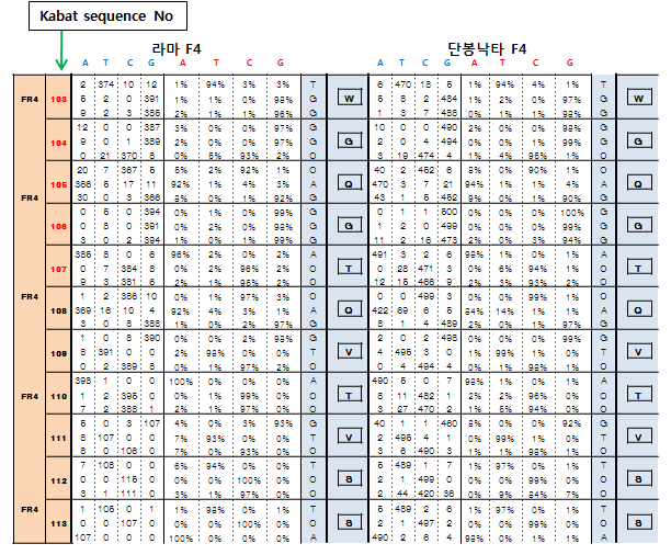 라마와 단봉낙타 Frame region 4에서의 서열 비교