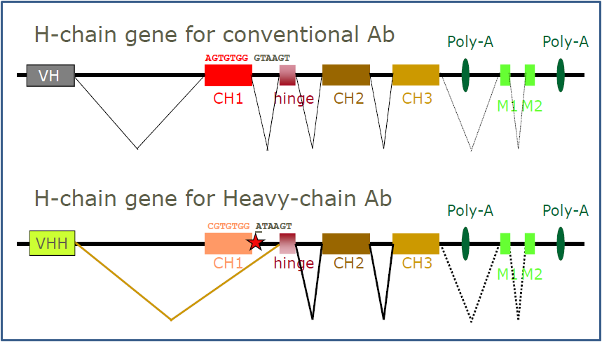 VH 및 VHH에 있어서 IgG heavy chain 유전자의 mRNA splicing