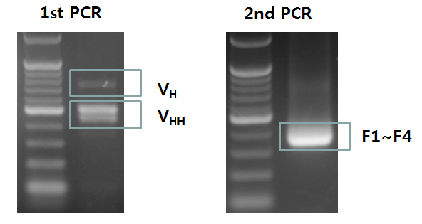 단일도메인항체 유전자를 증폭하기 위한 nested PCR 결과