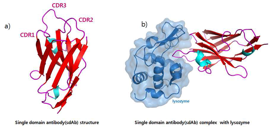 단일도메인항체소재의 구조 및 특이 항원 결합구조 분석