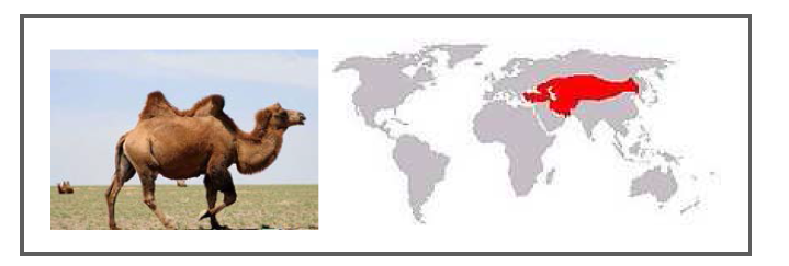 쌍봉낙타 (Camelus bacterianus) 및 분포지역