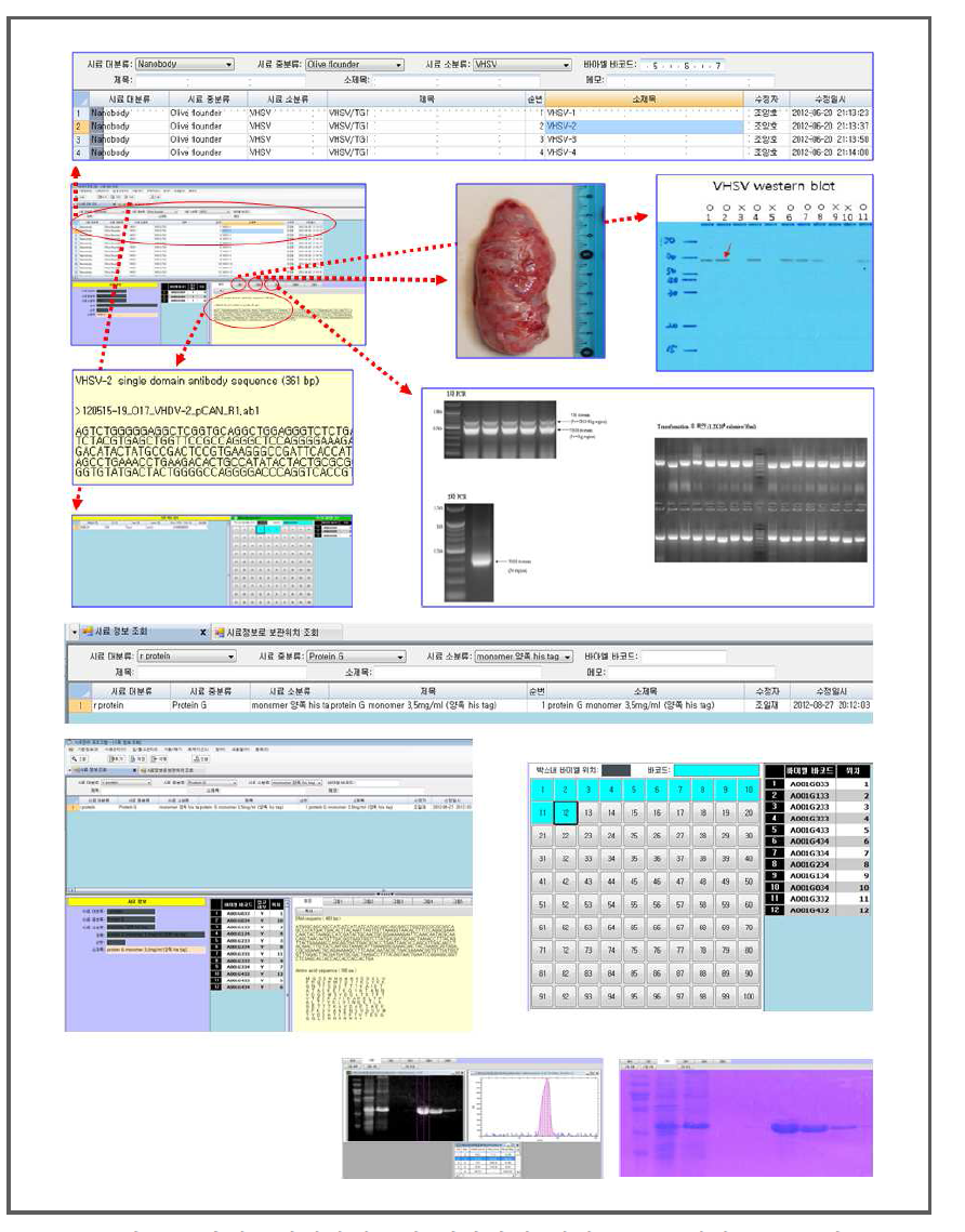 단일도메인항체소재 개발과정 제어 소프트웨어 프로그램