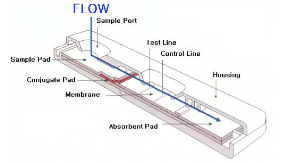 신속진단키트 모식도