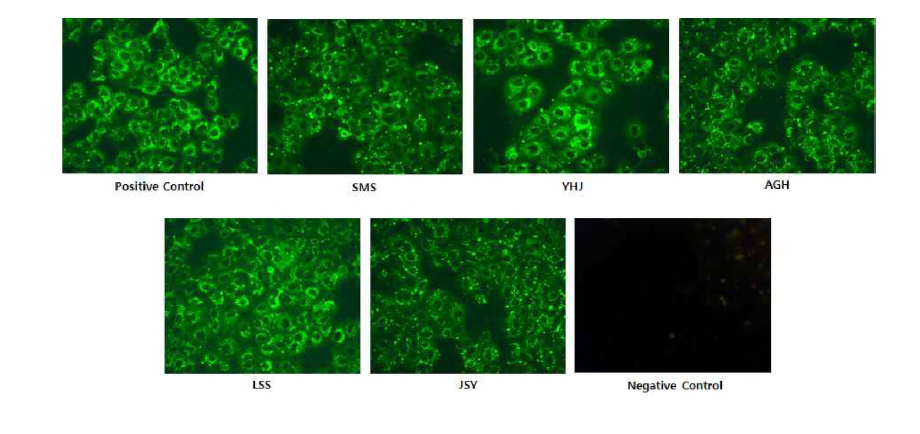 Confirm produced antibodies