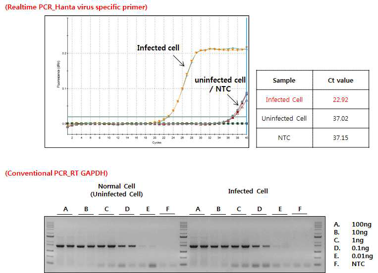 qRT-PCR results of Infected cell