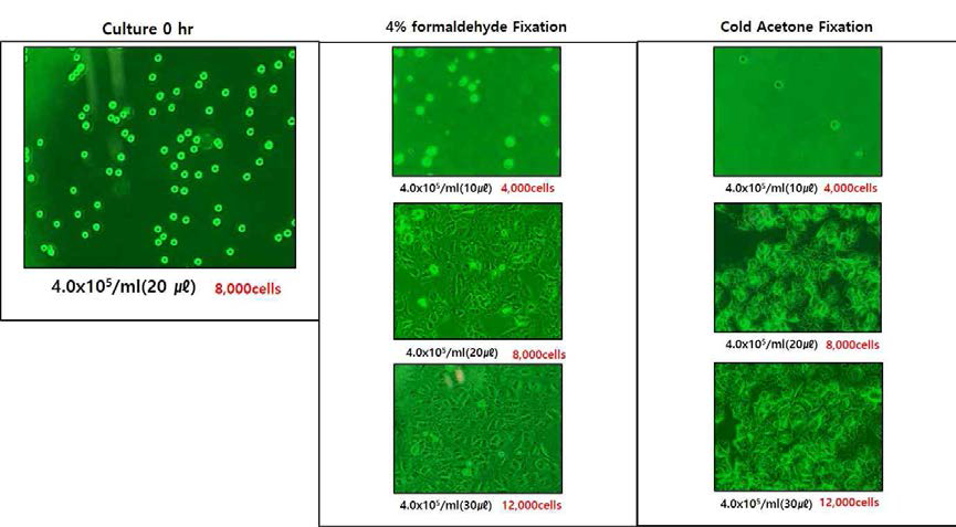 Determination of Cells number and fixation