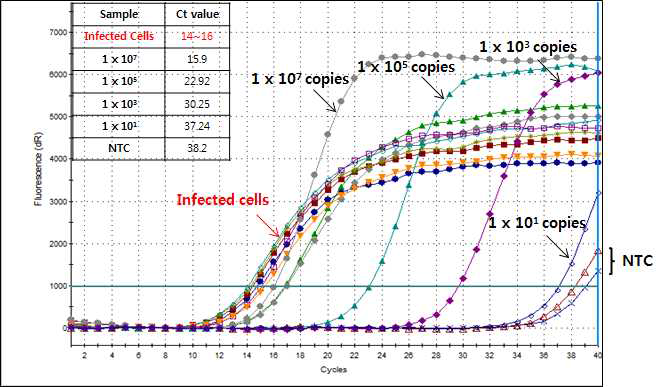 qRT-PCR results of Infected cells